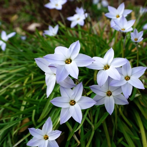 [A9011] Vårlilja - Ipheion Uniflorum - BIO