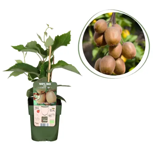 [F1009] Kiwi Jenny Buske - BIO