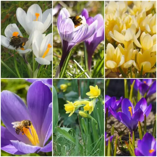 [AM99036] Queen Appetizers Bee Banquet - BIO