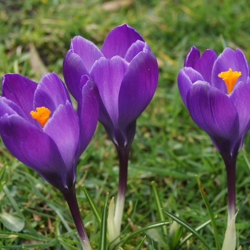 [A2007] Krokus vernus Flower Record - BIO