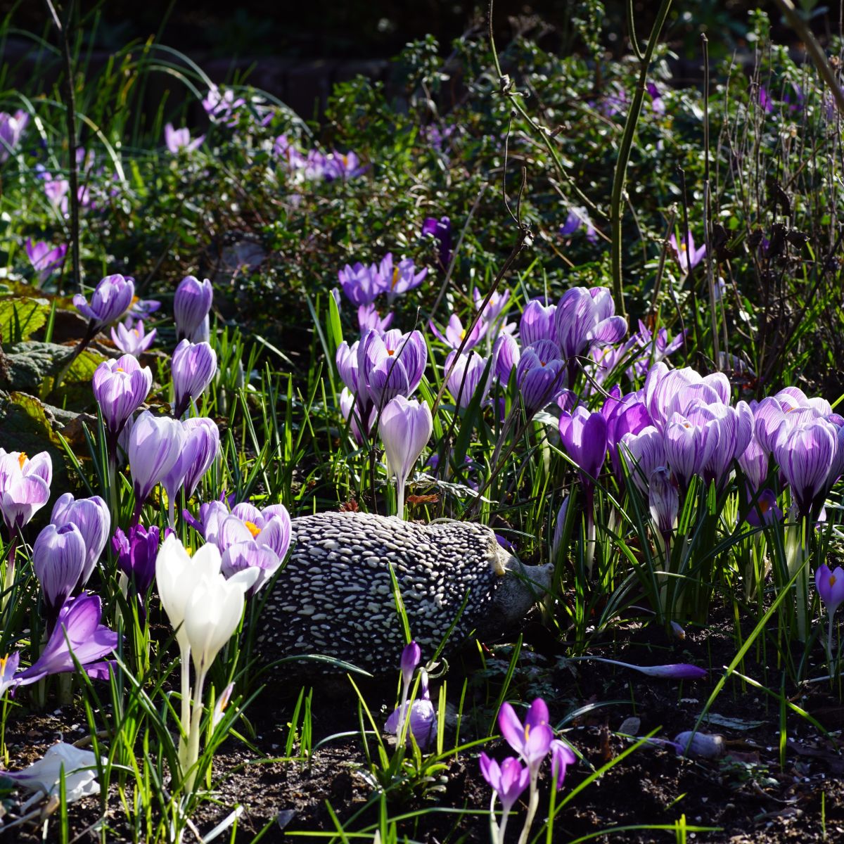 [A2006] Krokus Blandning Lila-Vit - BIO