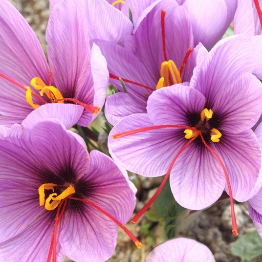 [A8001] Krokus Sativus (Saffran) - BIO