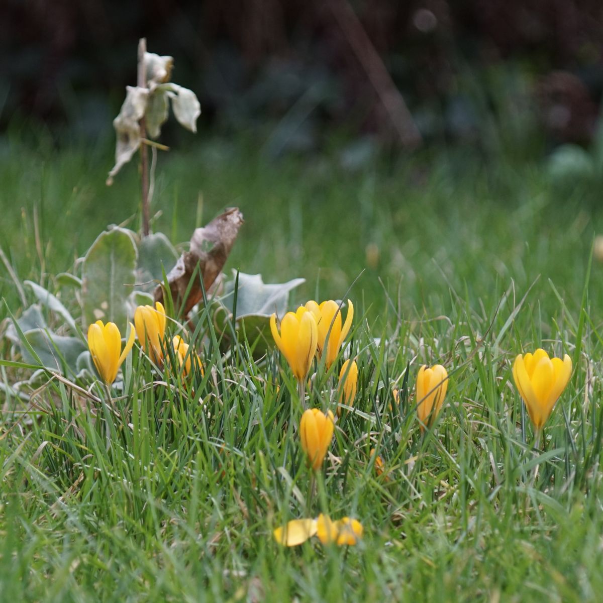 [A2003] Krokus flavus Golden Yellow - BIO