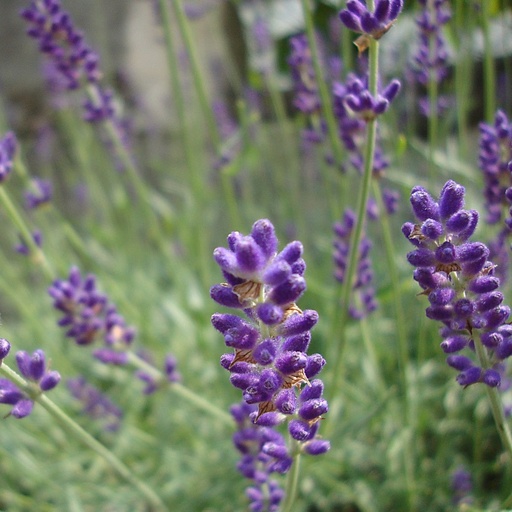 [B8020] Lavendel - Lavandula angustifolia Hidcote - BIO