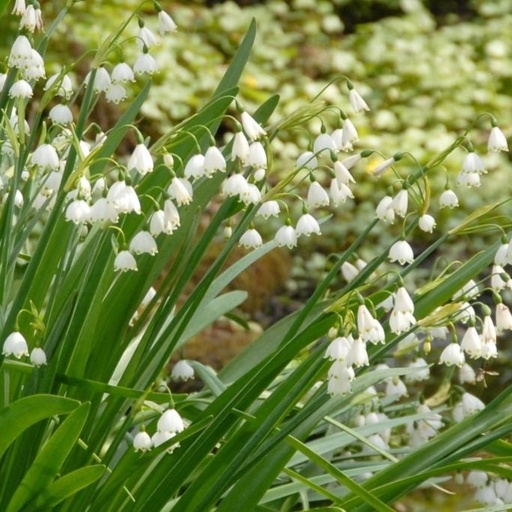 [A9018] Leucojum Gravetye Giant - Zomerklokja - BIO
