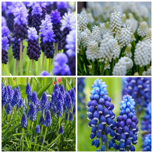 [A9035] Pärlhyacinter - Muscari Blandning Blå-Vit - BIO
