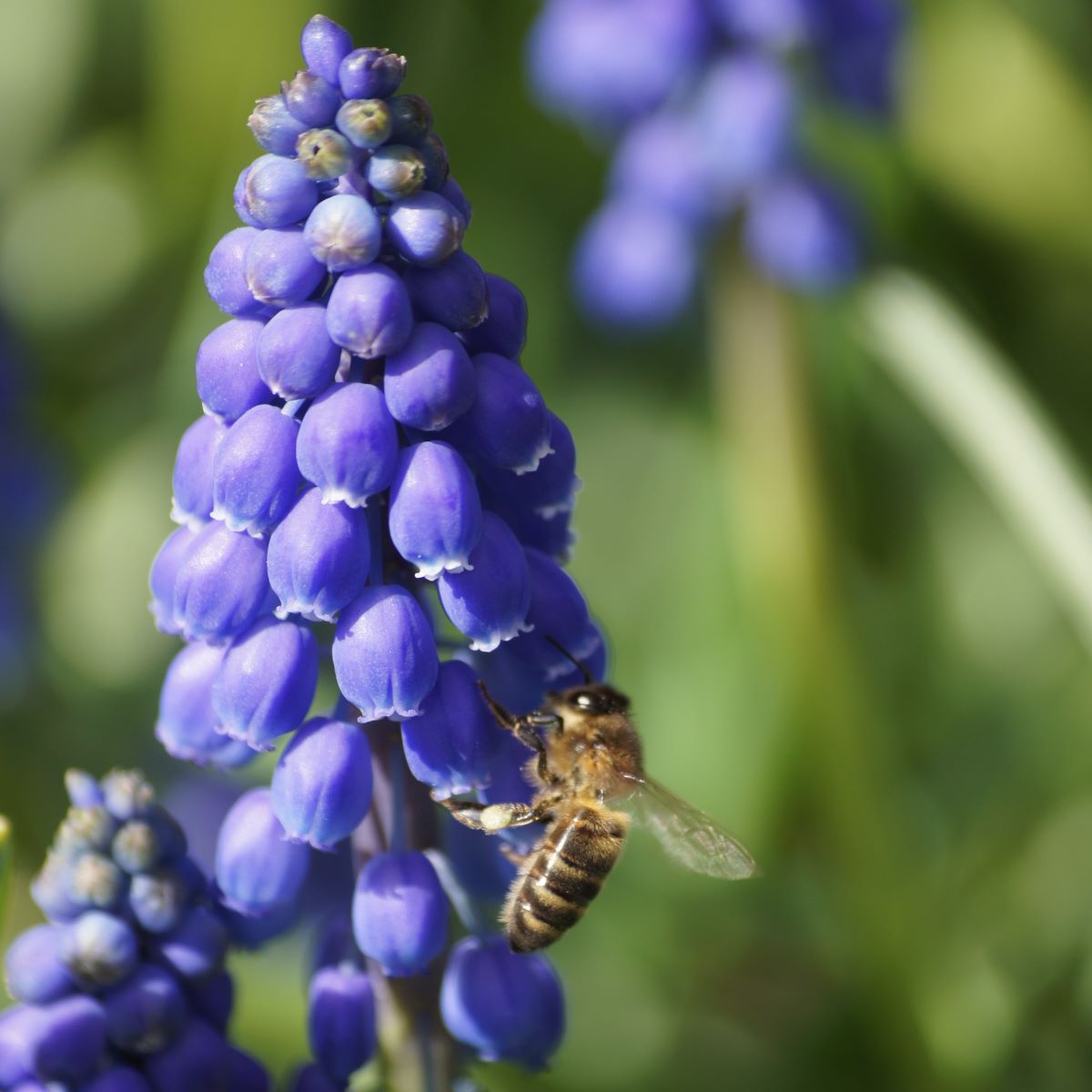 [A9001] Pärlhyacint - Muscari Armeniacum - BIO