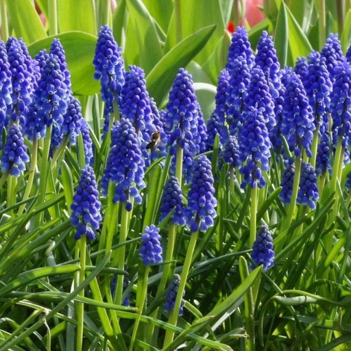 [A9001] Pärlhyacint - Muscari Armeniacum - BIO