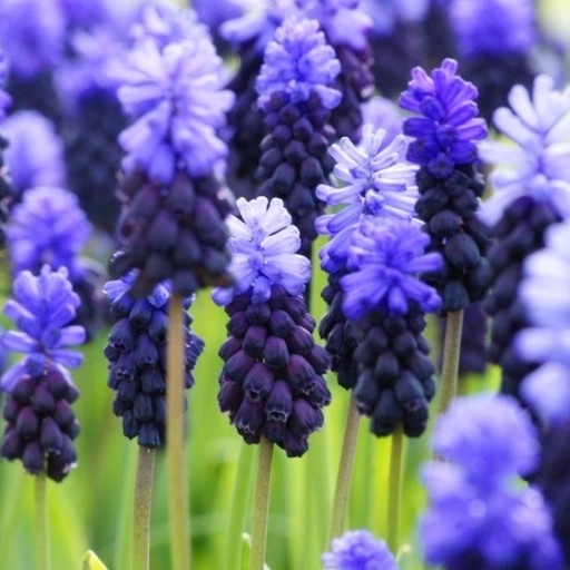 [A9023] Pärlhyacint - Muscari Latifolium - BIO 