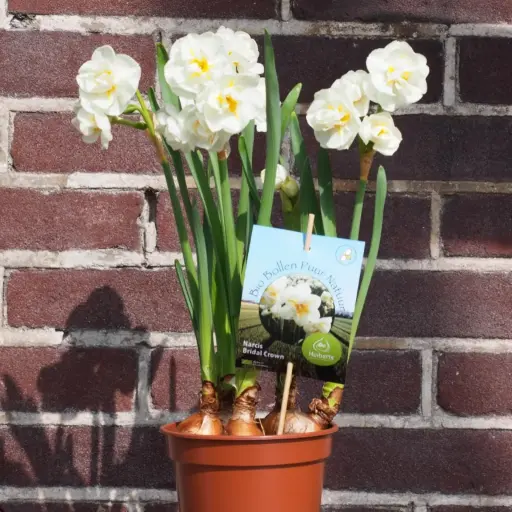 [P1006] Narcisse Bridal Crown i Krukor - BIO