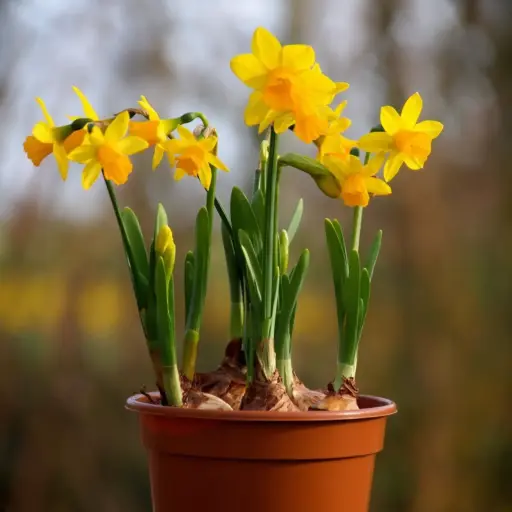 [P1002] Narcisse Tete-a-Tete i Krukor - BIO