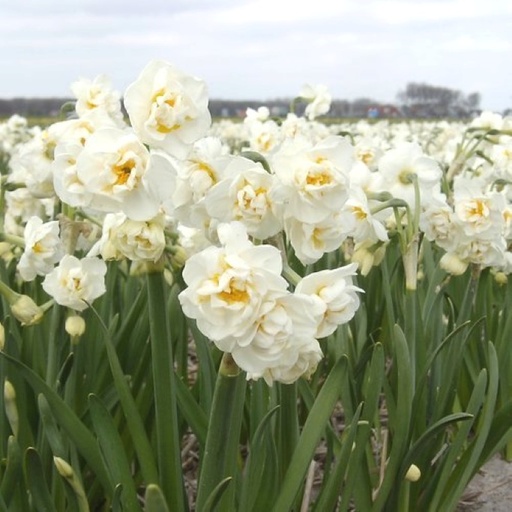 [A3001] Narcissus Bridal Crown - BIO