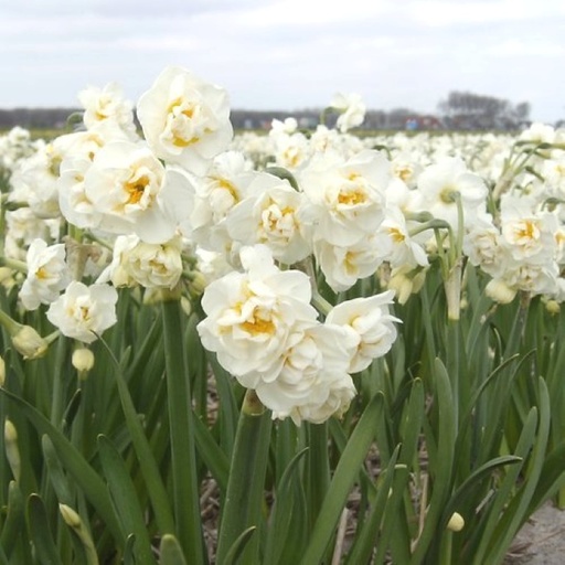 [A3001] Narcissus Bridal Crown - BIO