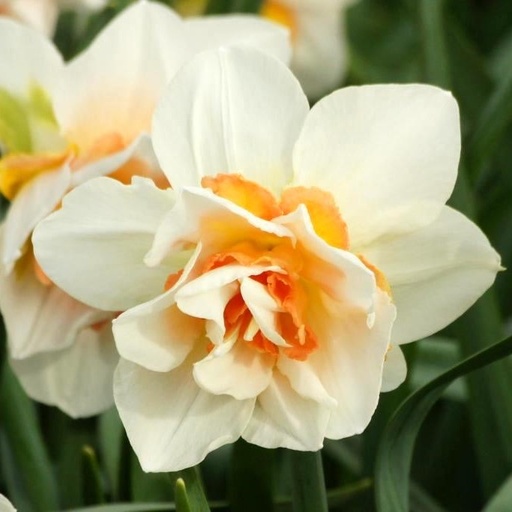 [A3014] Narcissus Replete - BIO