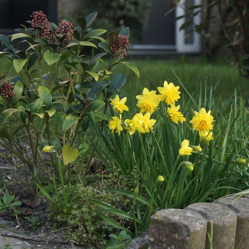 [A3019] Narcissus Tete Rosette - BIO