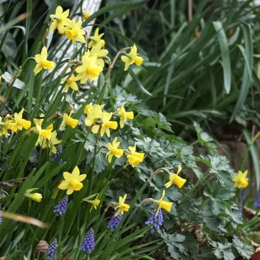 [A3005] Narcissus Tete-a-Tete - BIO