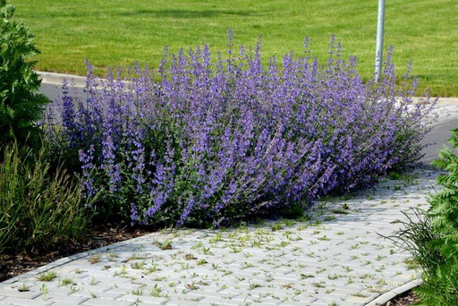 [B8025] Kantnepeta - Nepeta Walkers Low - BIO