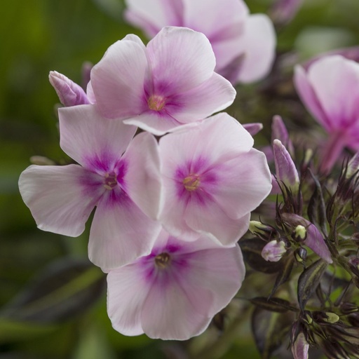 [X8028] Phlox pan. Charlotte - BIO