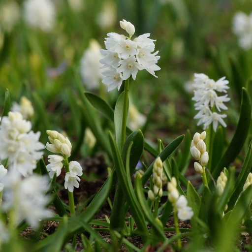 [A9043] Vit Porslinshyacint - Puschkinia Libanotica Alba - BIO