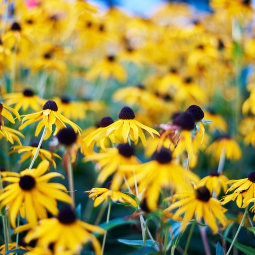 [X8034] Rudbeckia Goldsturm - BIO