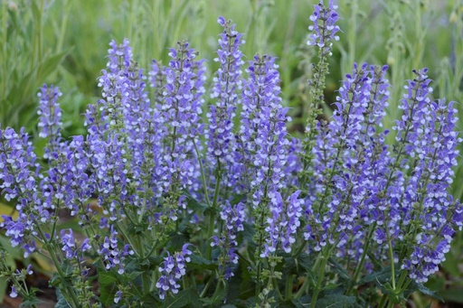 [X8060] Salvia Azure Snow - BIO