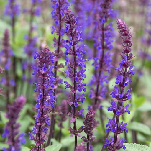 [B8061] Stäppsalvia - Salvia Caradonna - BIO