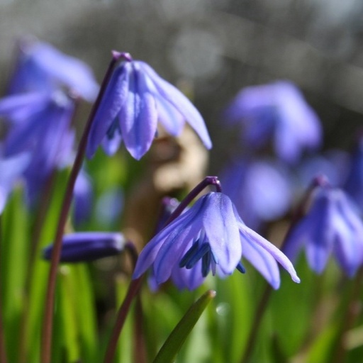 [A9012] Rysk Blåstjärna - Scilla Siberica - BIO