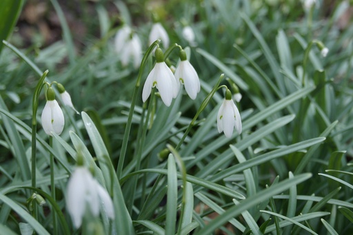 [A9022] Snödroppar (Galanthus Nivalis) - BIO