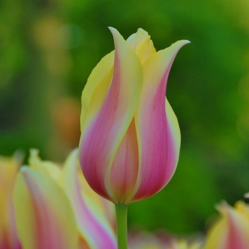 [A1109] Tulipa Blushing Lady - BIO