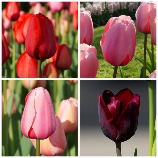 [A1036] Tulipa Blandning VELT - BIO