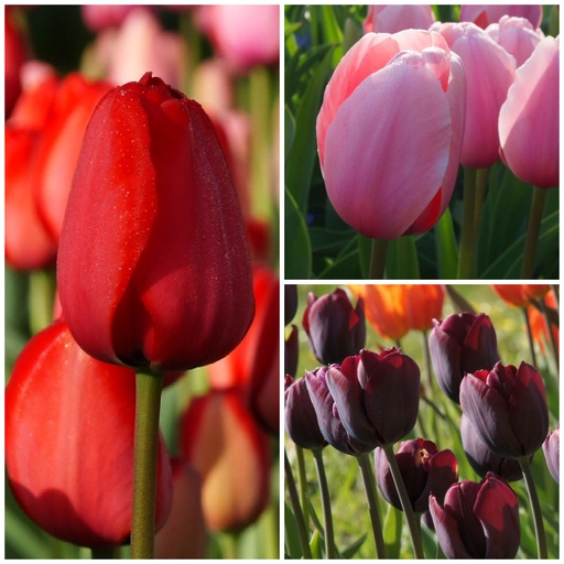 [A1036] Tulipa Blandning VELT - BIO