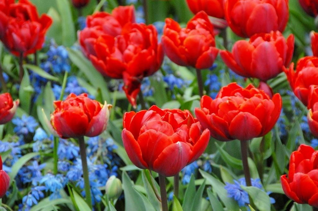 Tulipa Red Princess - BIO | Natural Bulbs SE