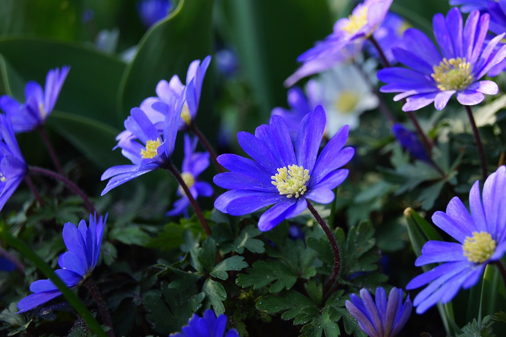 [A9045] Balkansippa - Anemone Blanda - BIO