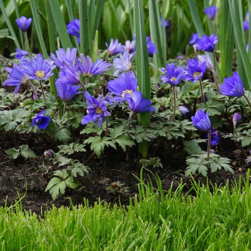 [A9045] Balkansippa - Anemone Blanda - BIO