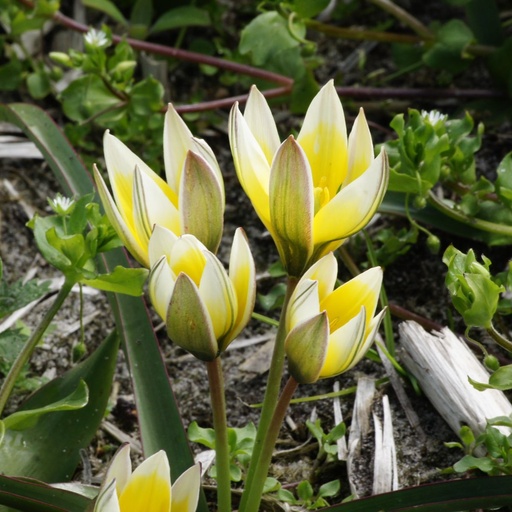[A1012] Tulipa Tarda - BIO