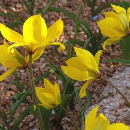 [A1081] Vildtulpan - Tulipa Sylvestris - BIO