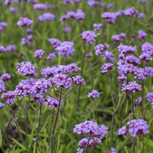 [B8042] Jätteverbena - Verbena Lollipop - BIO